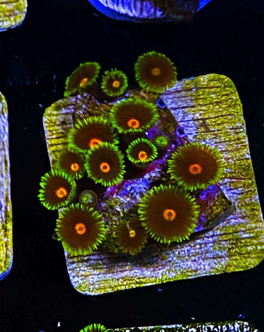 W5-B3 12p Aquacultured BlowPops