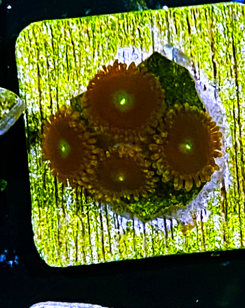 W5-B3 4p Aquacultured Zoas