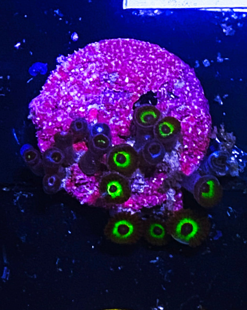 W5-B4 15p Aquacultured Bob Marleys