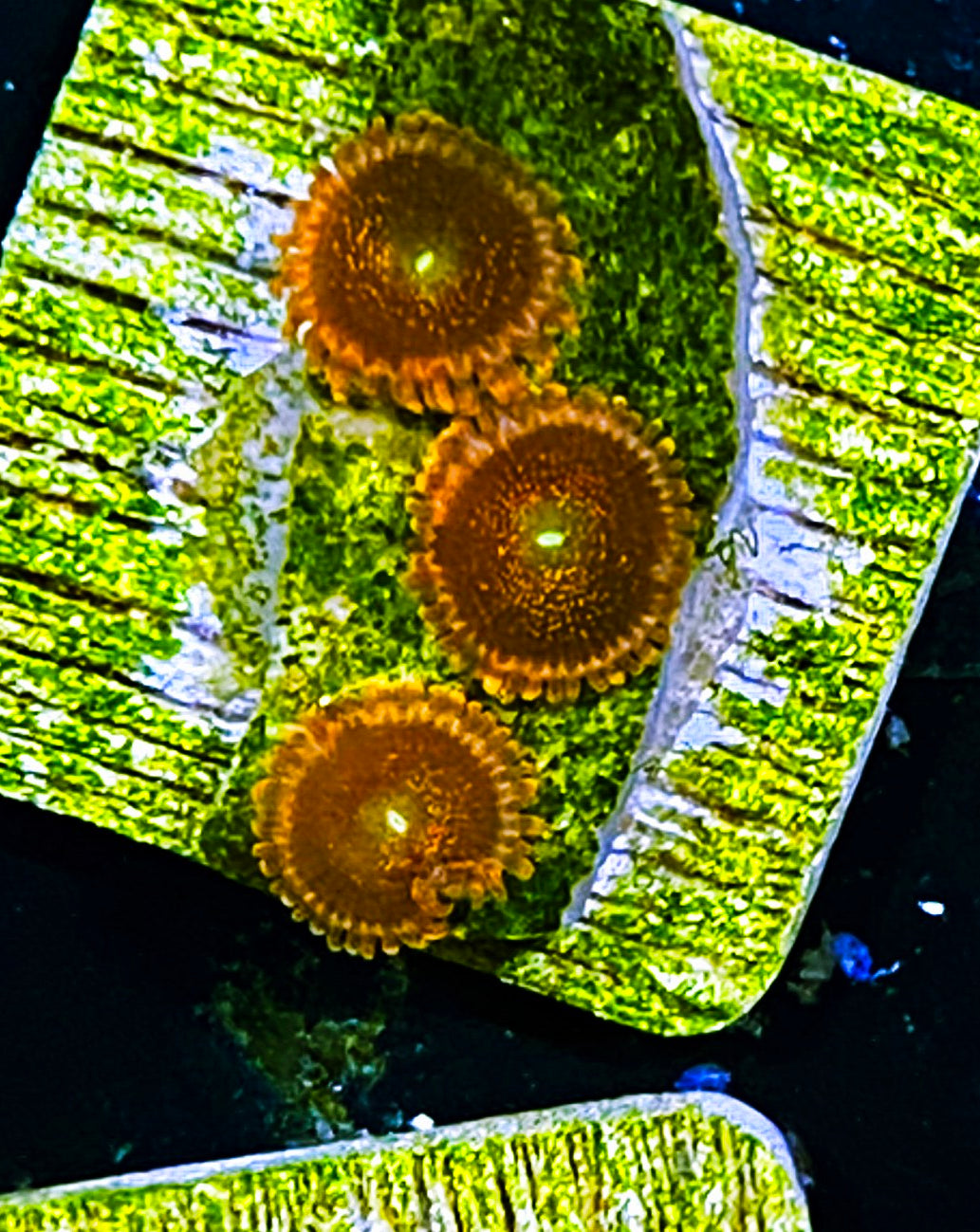 W5-B4 3p Aquacultured Gold Dust