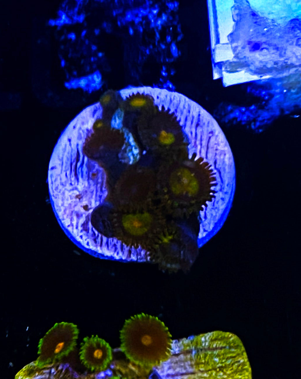 W5-B4 8p Aquacultured Zoas