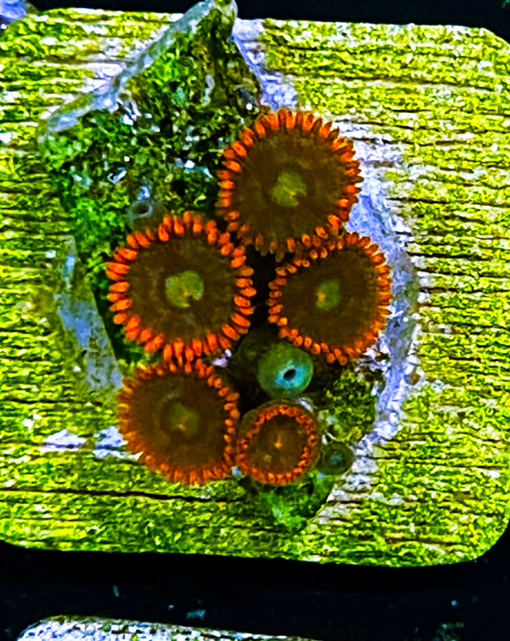 W5-C2 6p Aquacultured Fire & Ice Zoas