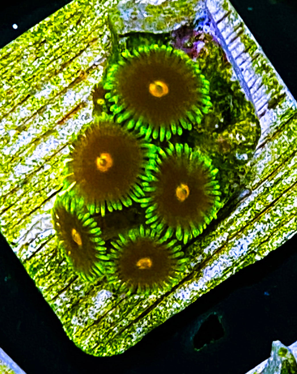 W5-C3 5p Aquacultured BlowPops