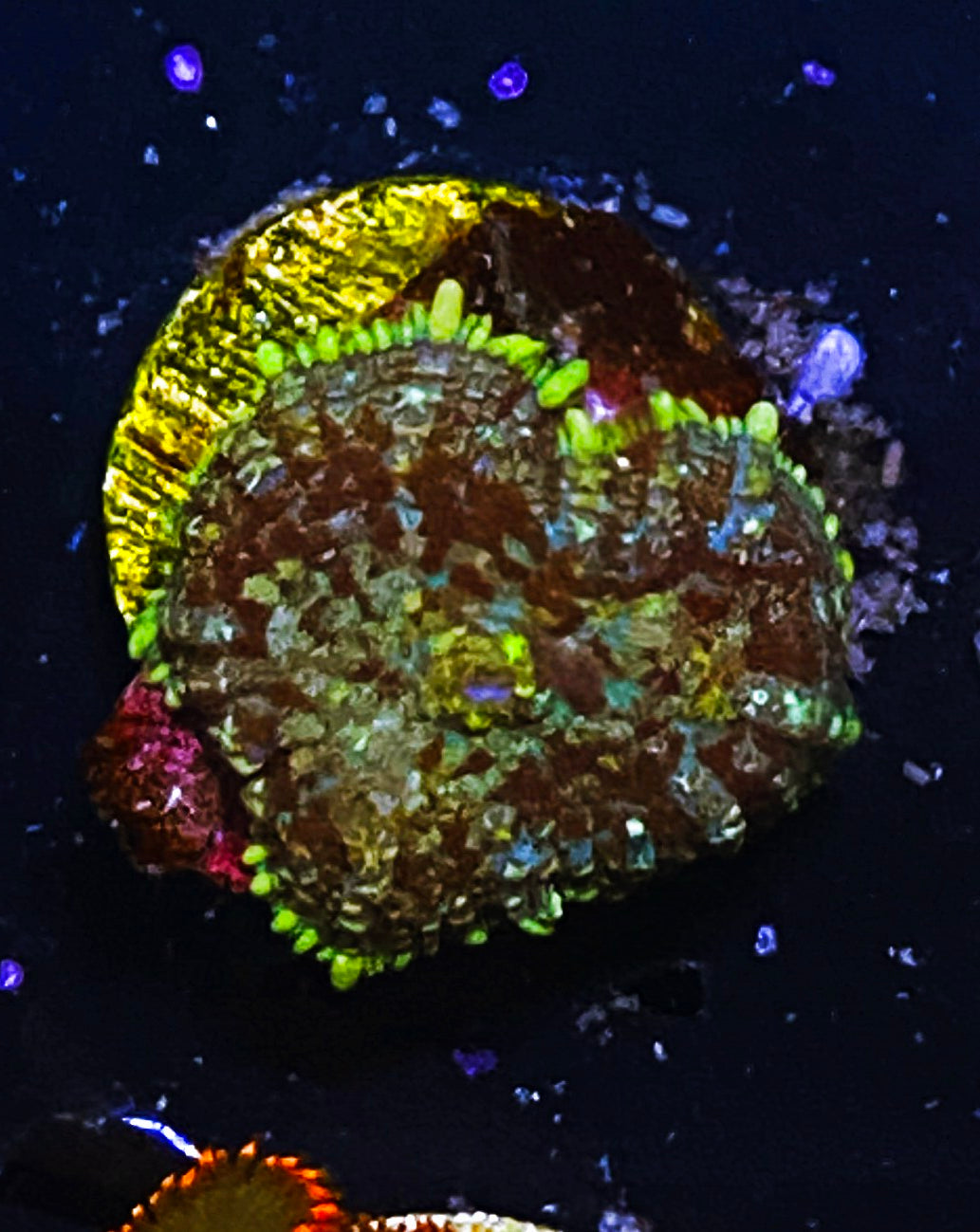 W5-C3 Aquacultured Rhodactus