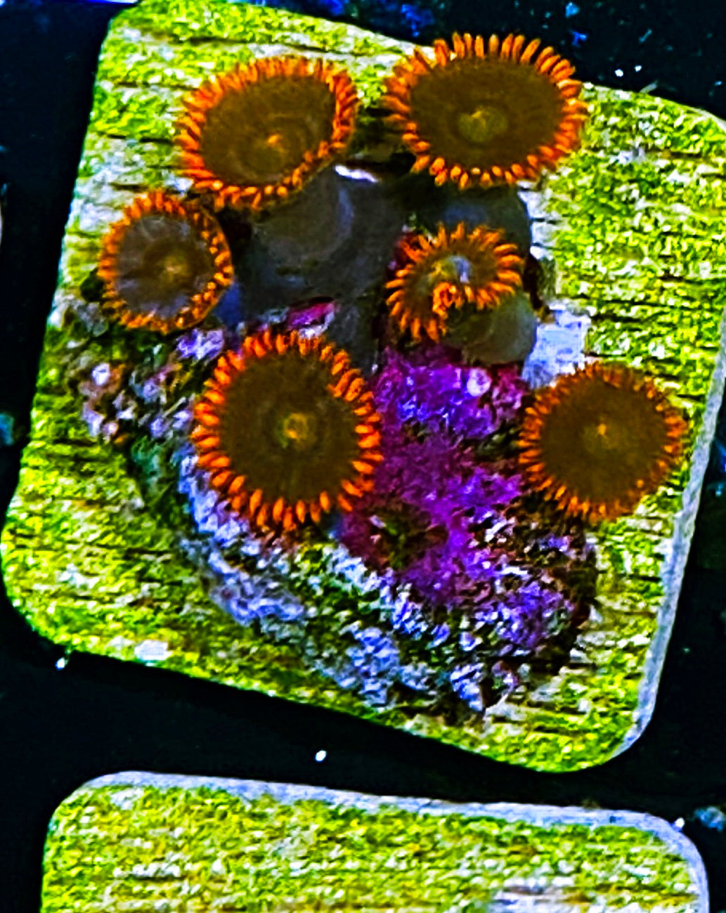 W5-C4 6p Aquacultured Fire & Ice Zoas