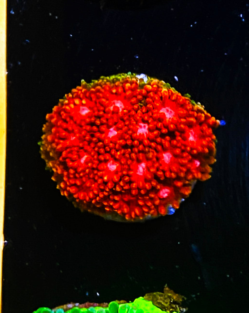 W5-D2 Aquacultured Yellow Tip Goni