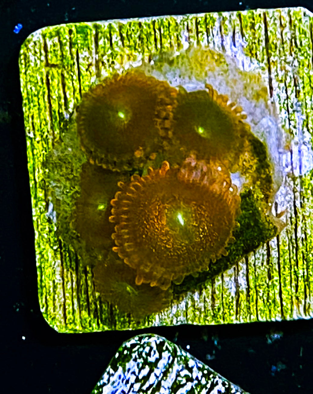 W5-D3 5p Aquacultured Gold Dust
