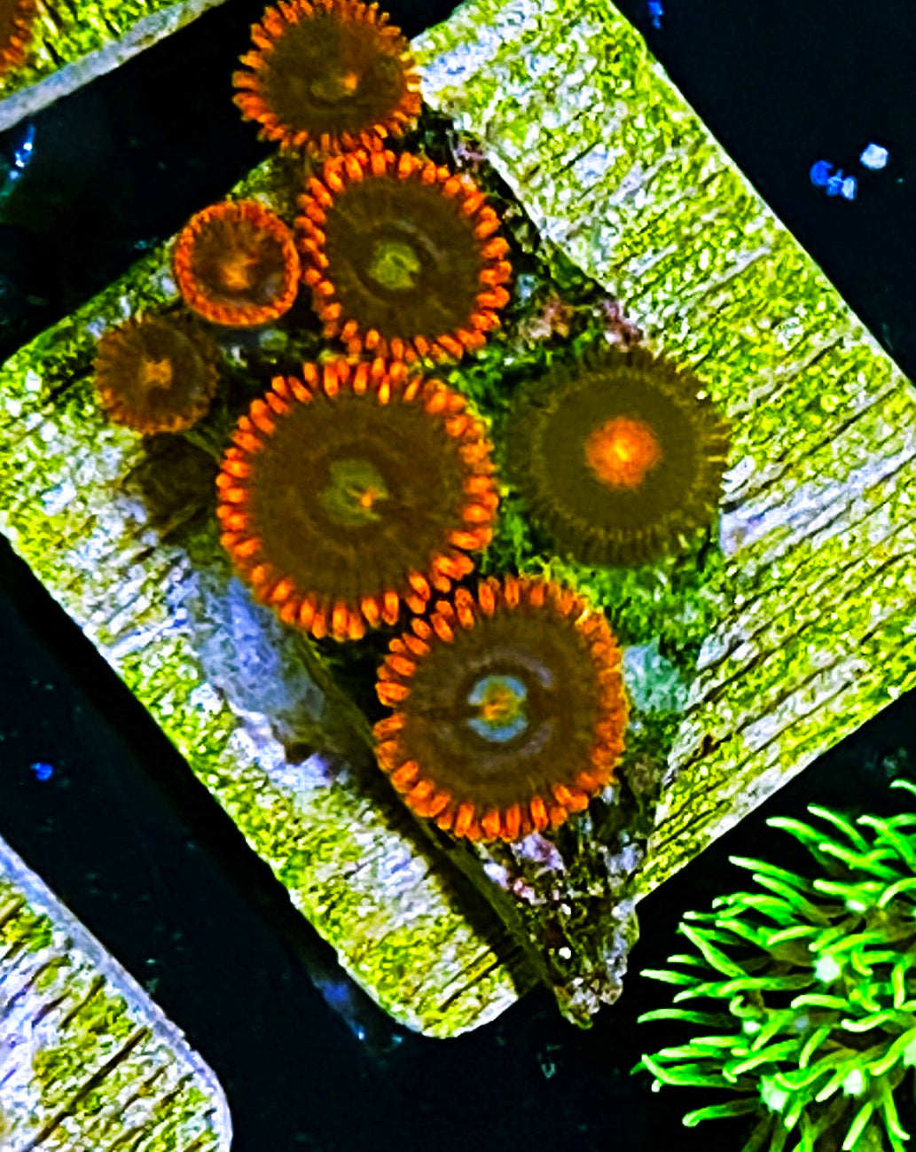 W5-D4 6p Aquacultured Fire & Ice Zoas