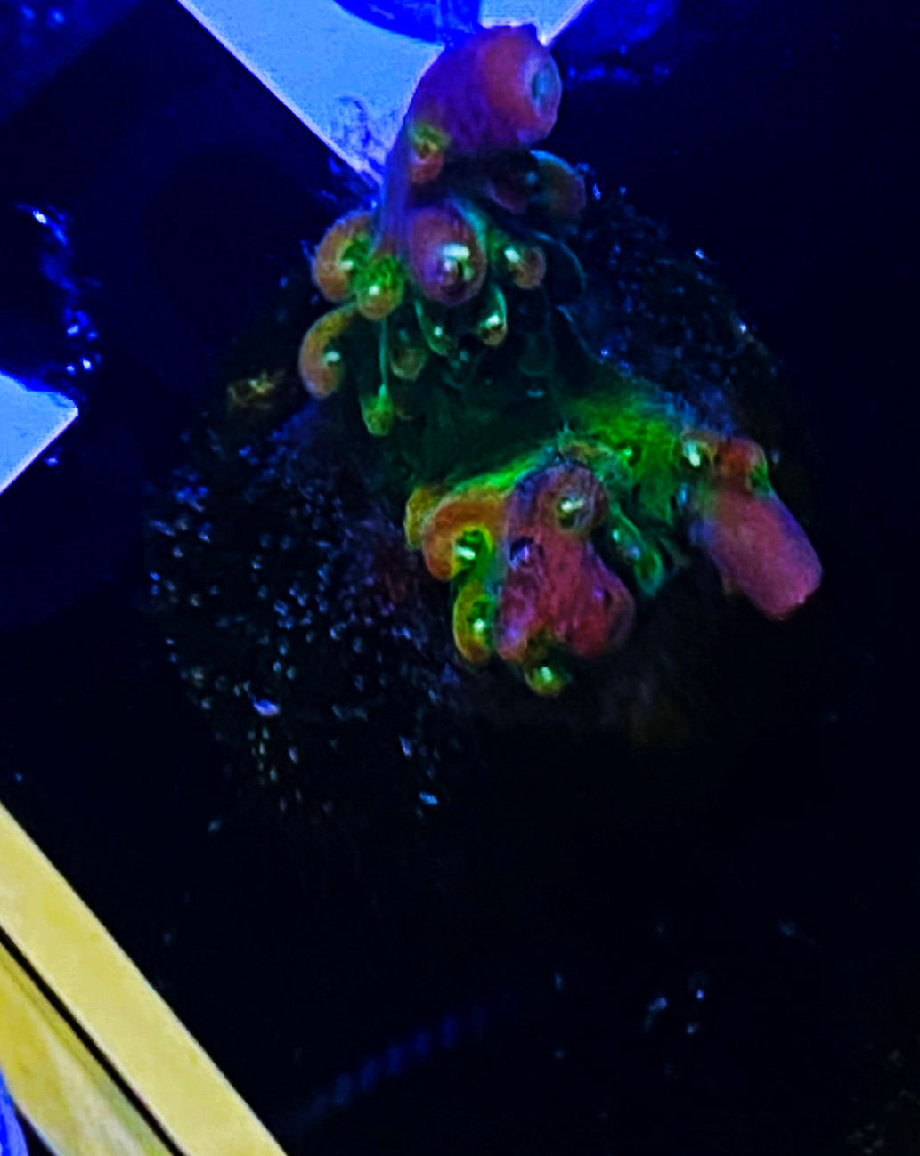 W5-D4 Aquacultured Chunky BattleCoral Xmas