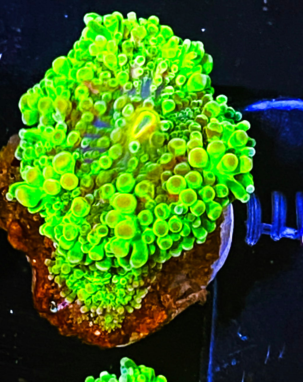 W5-E1 2H Neon Yumas