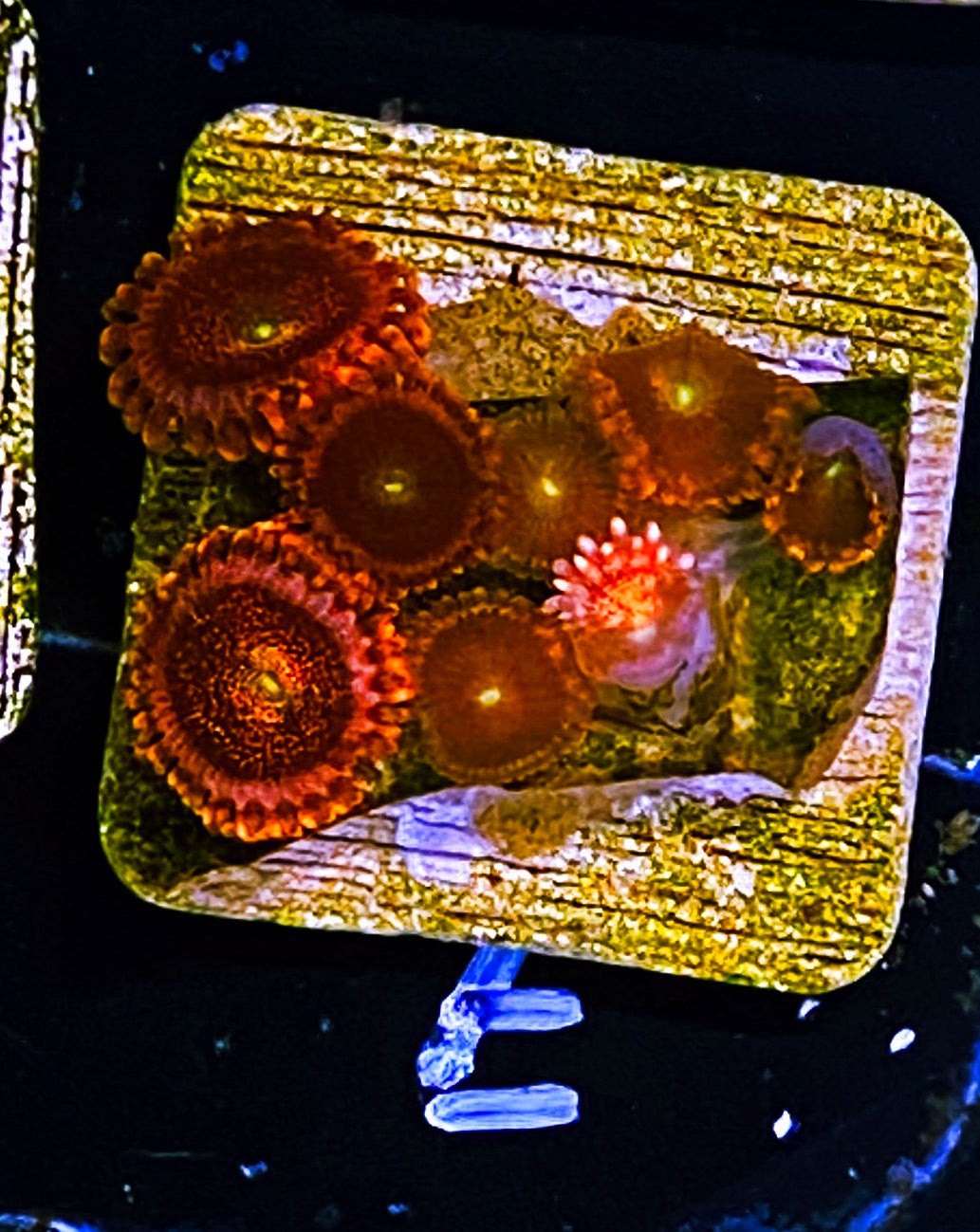 W5-E1 8p Aquacultured Anti-Matter Palys
