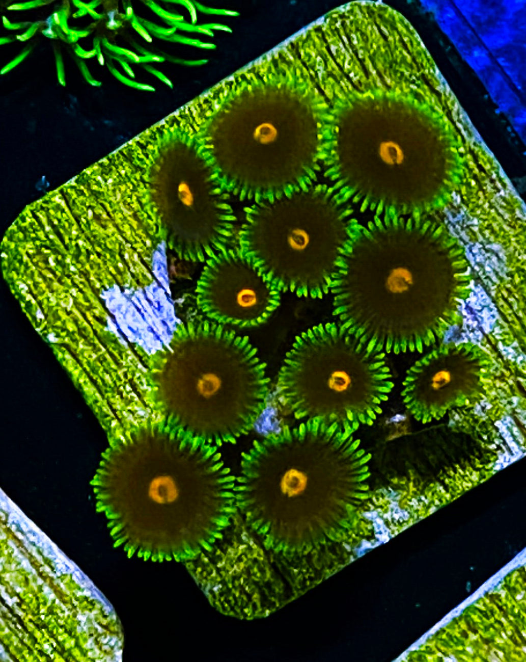 W5-E3 12p Aquacultured BlowPops