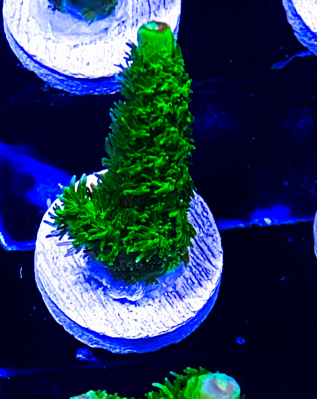 W6-A2 Aquacultured Green Slimmer