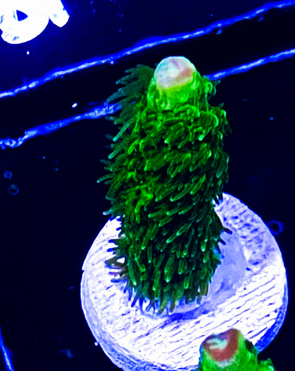 W6-A4 Aquacultured Green Slimmer