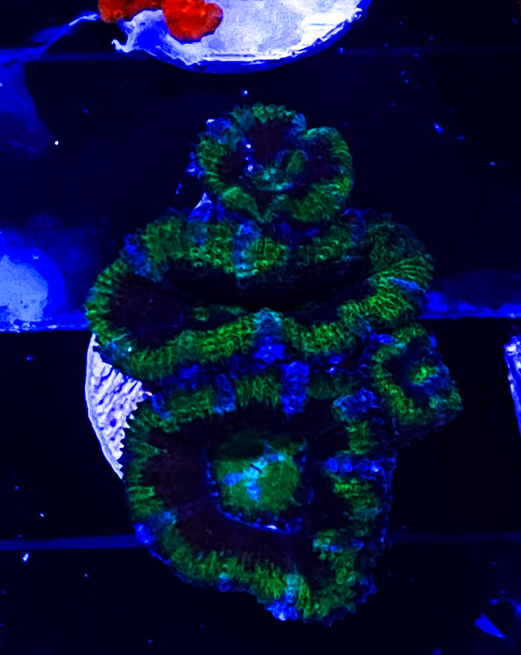 W6-B2 4H Green & Purple Acan
