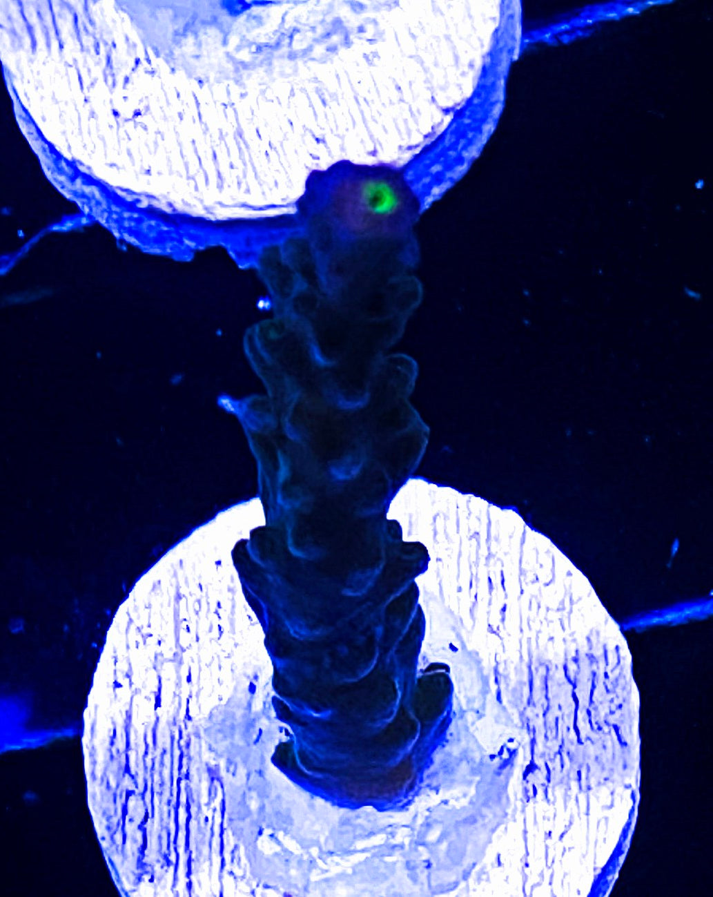 W6-B2 Aquacultured WWC Yellow Tip
