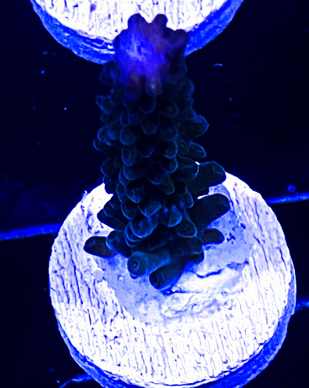 W6-B3 Aquacultured WWC Yellow Tip