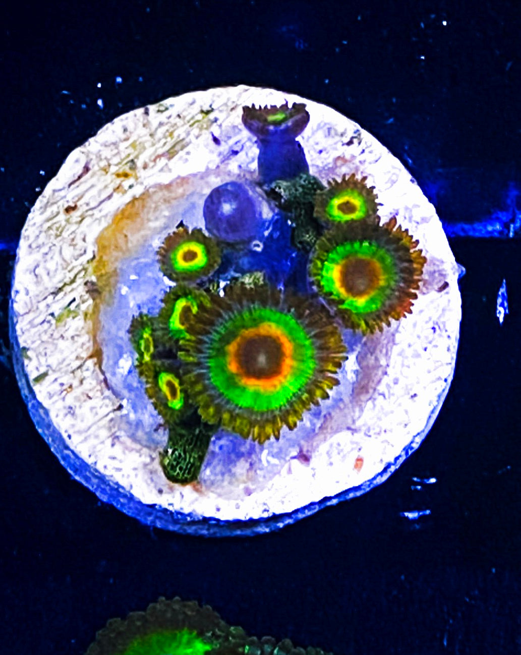 W6-C2 10p Aquacultured Rastas