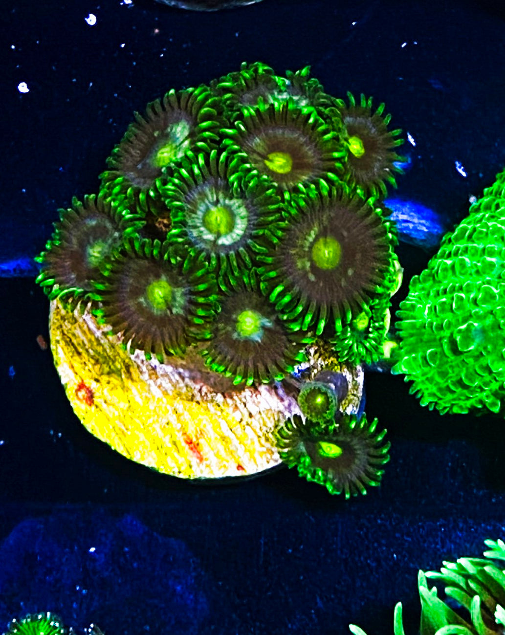 W6-D2 10p Aquacultured Zoas