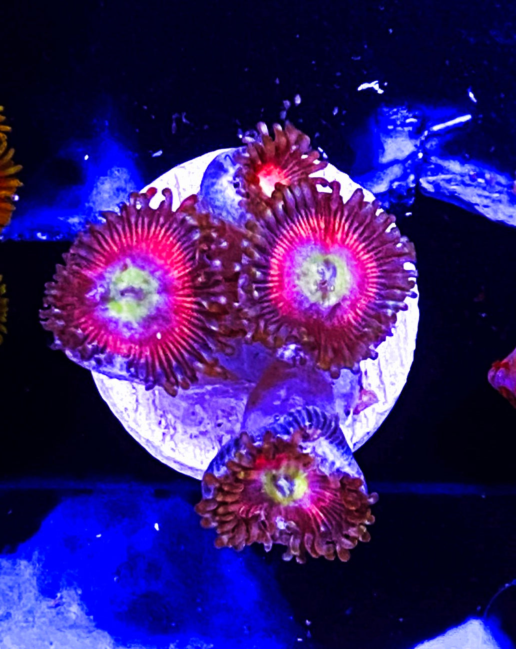 W6-D2 4p Cats Eye Palys