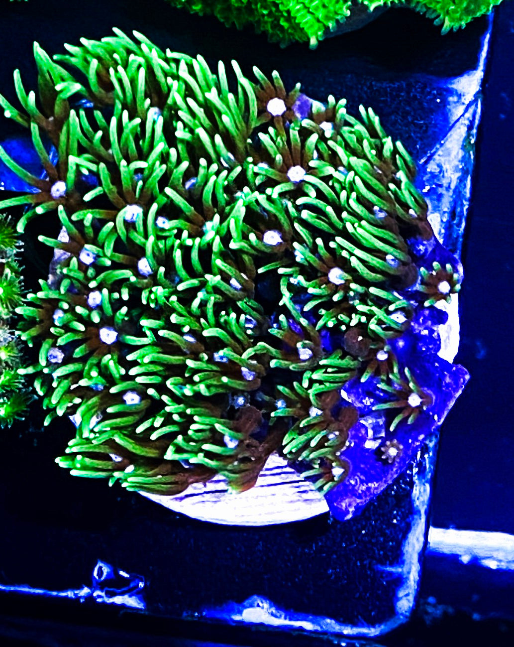 W6-E1 Aquacultured Green Star Polyps