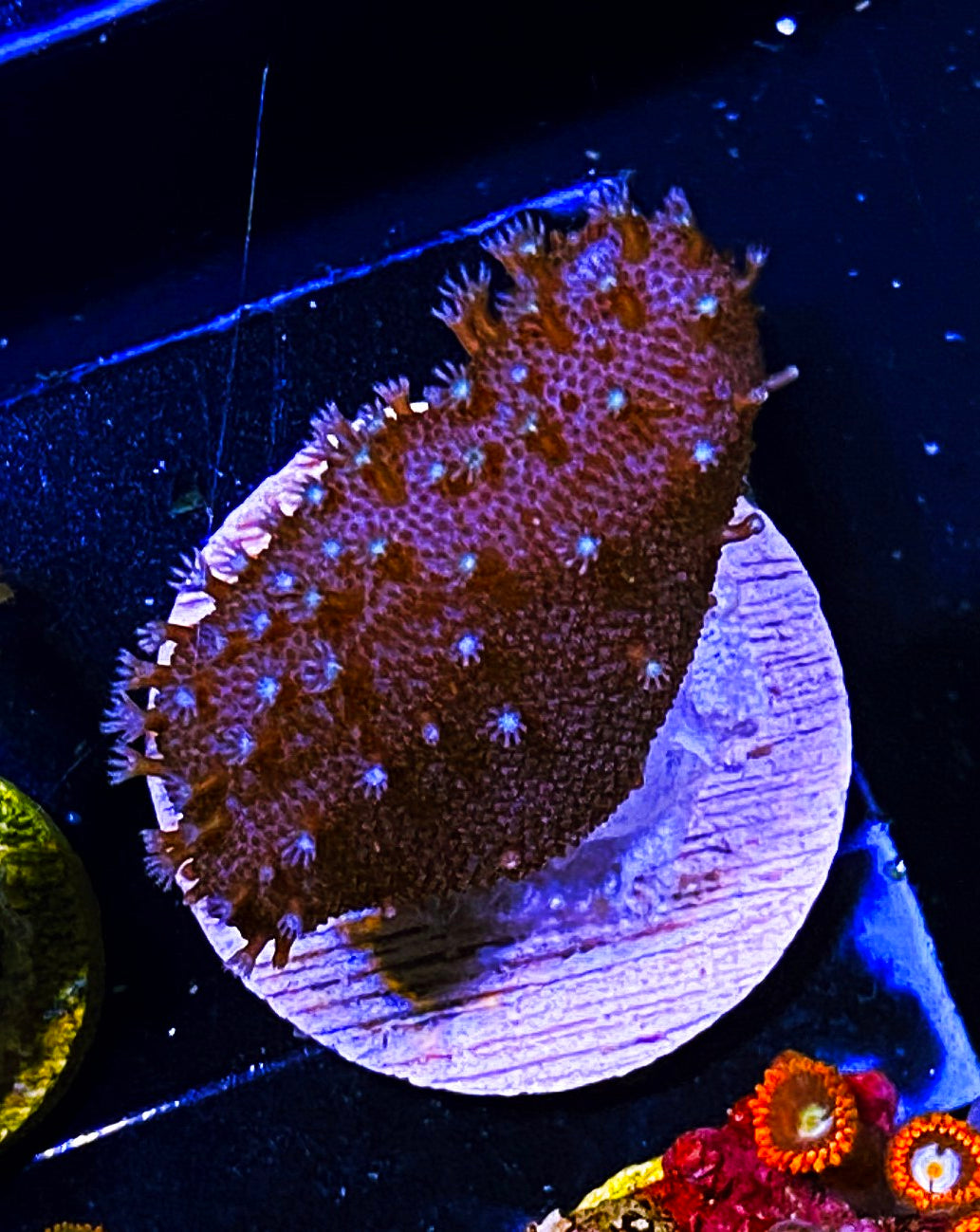 W6-E4 Aquacultured Toadstool (1.25in plug)
