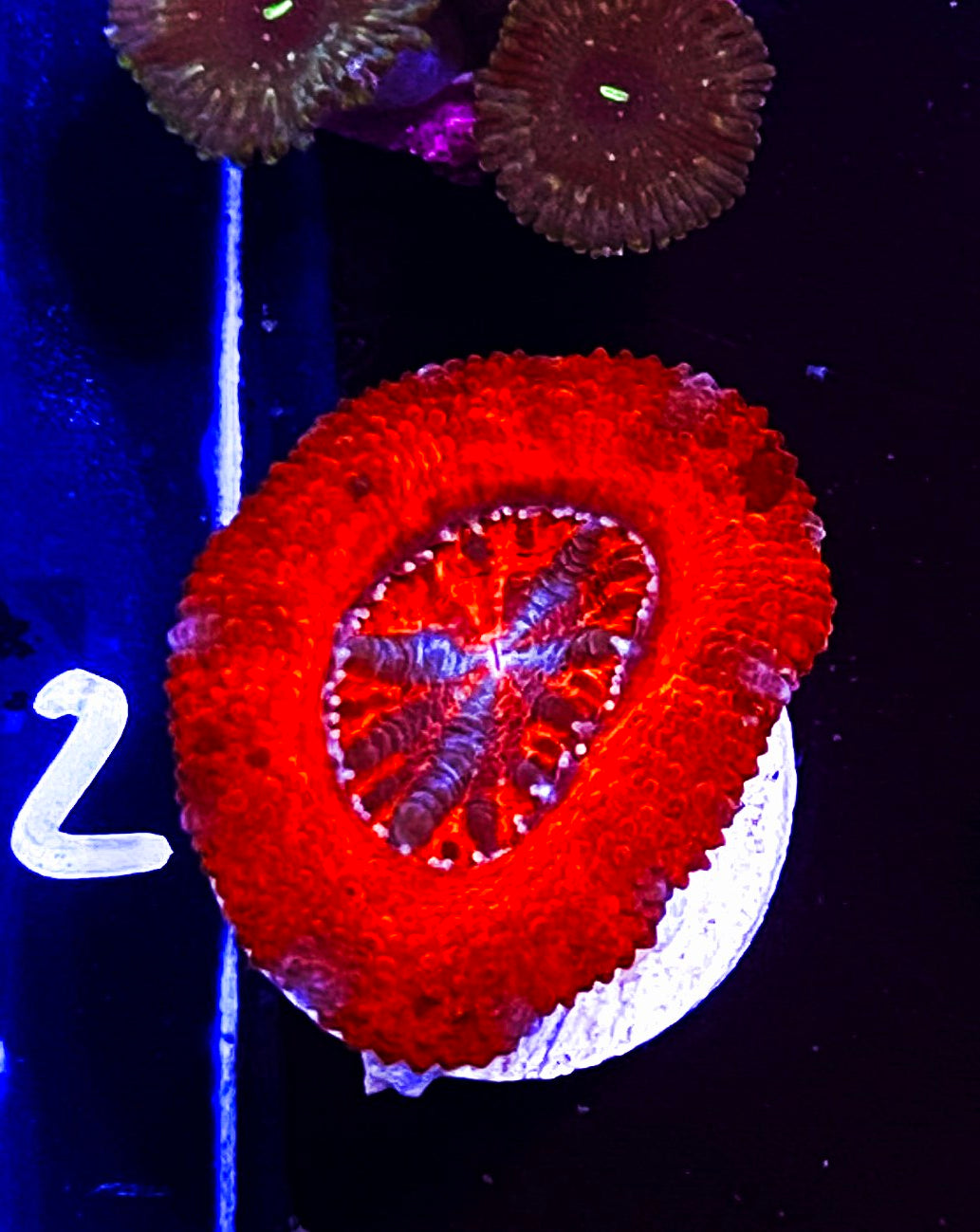 W7-A2 XL Acan
