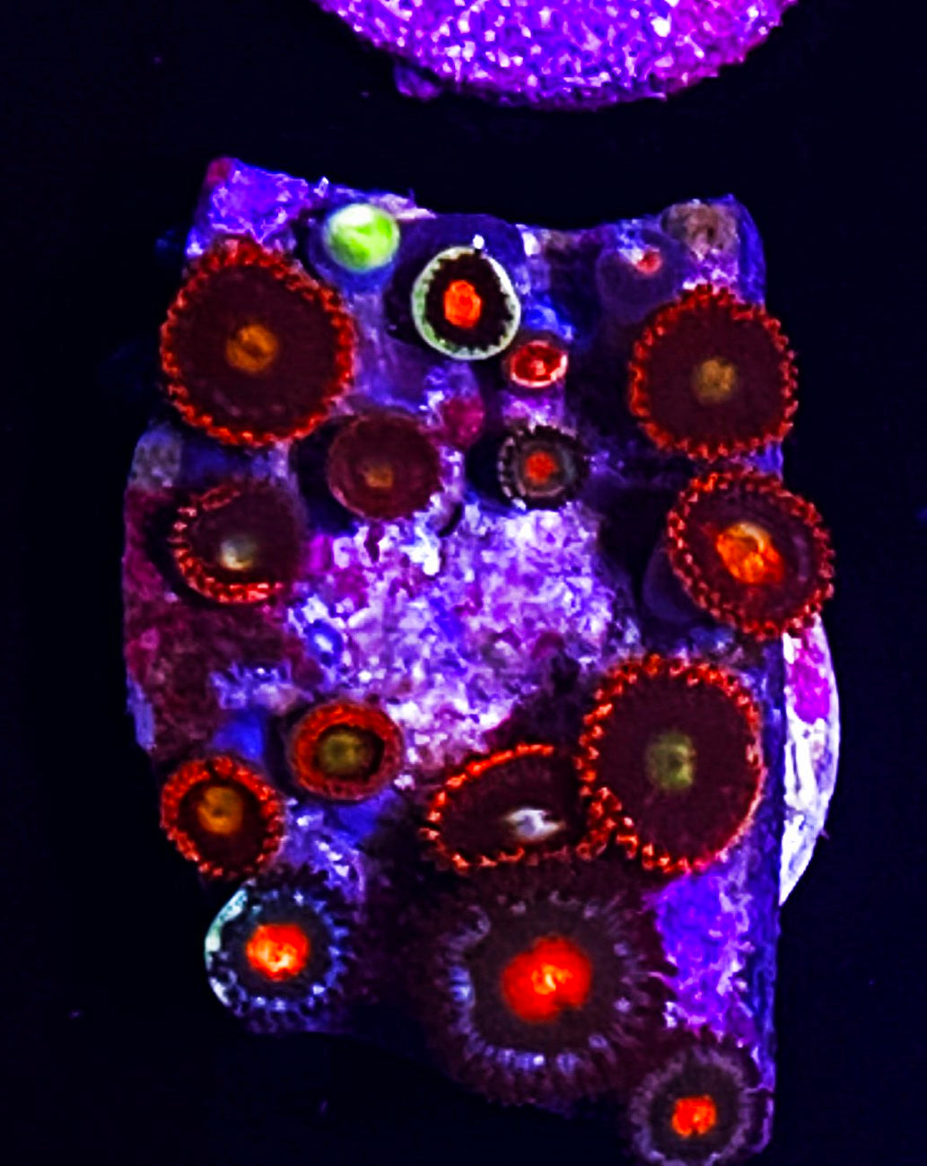 W7-C3 Combo Zoas