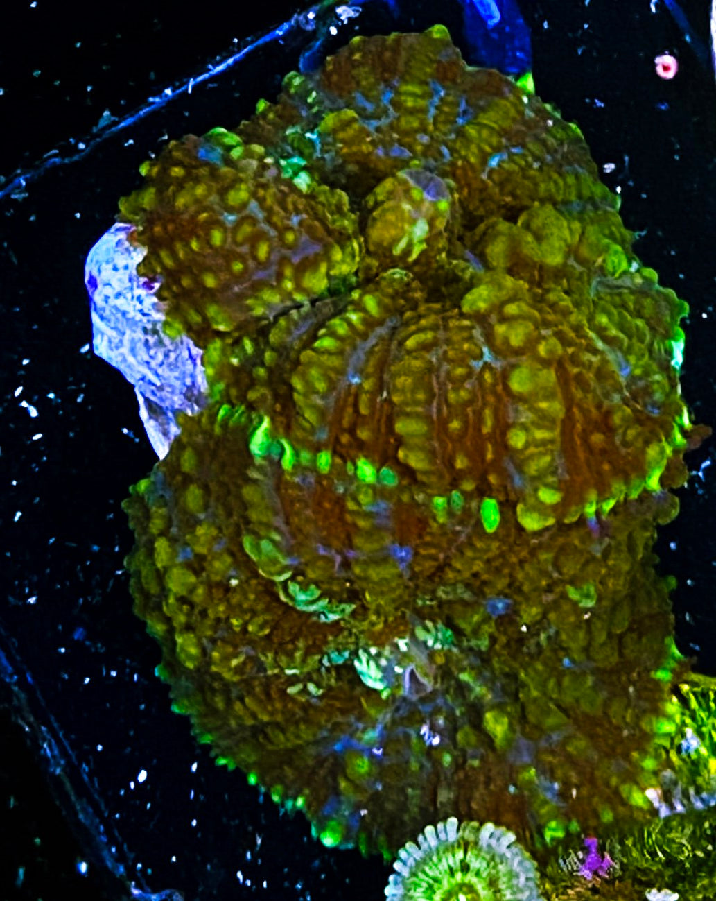 W8-A1 2H Aquacultured Rhodactus