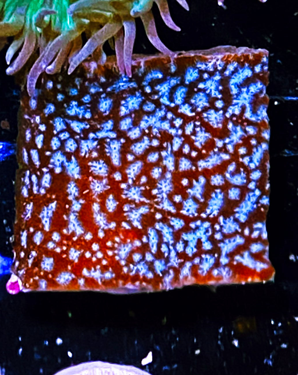 W8-A3 Aquacultured Mr. Freeze Lepto