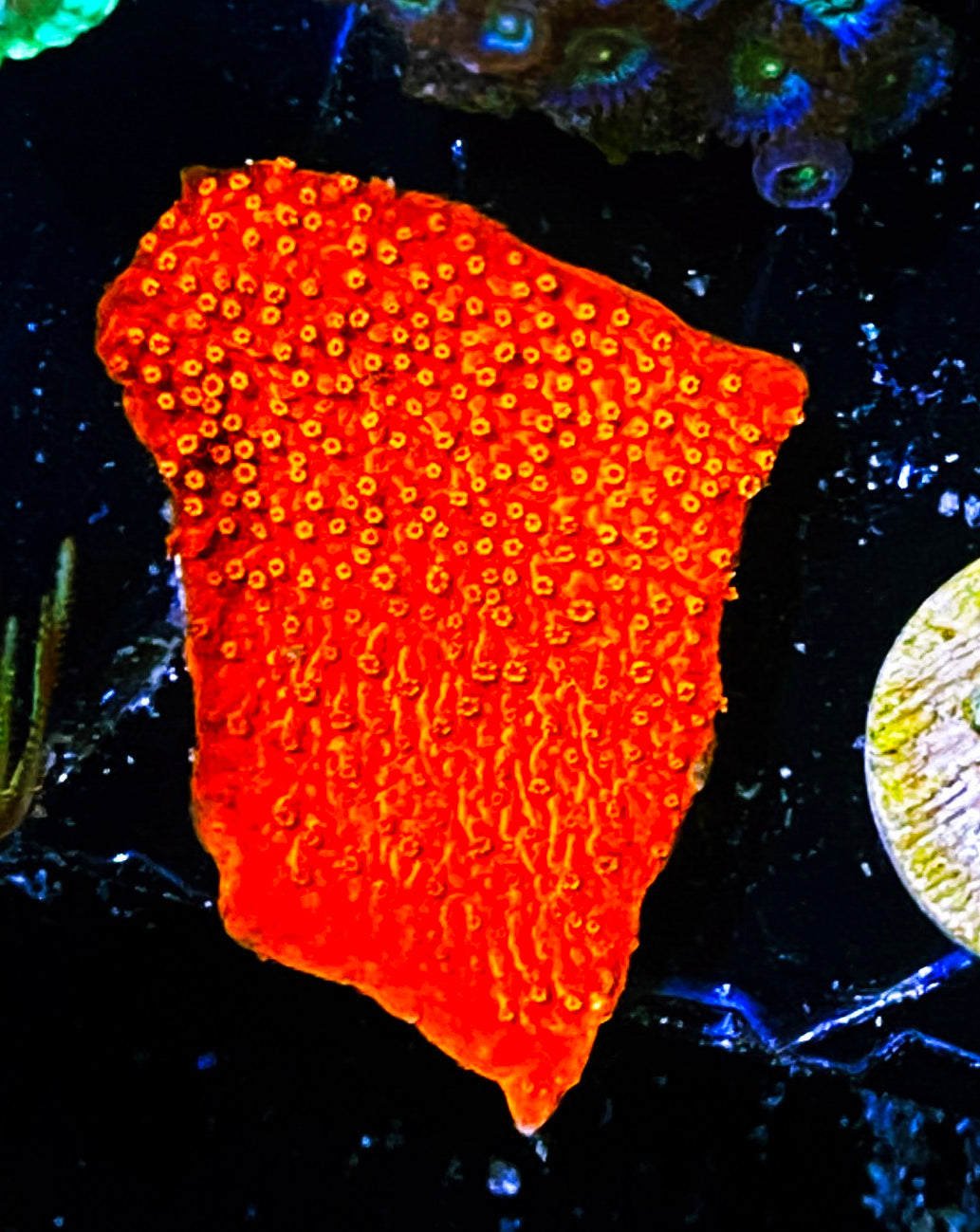 W8-A3 Aquacultured Neon Red Monti Cap
