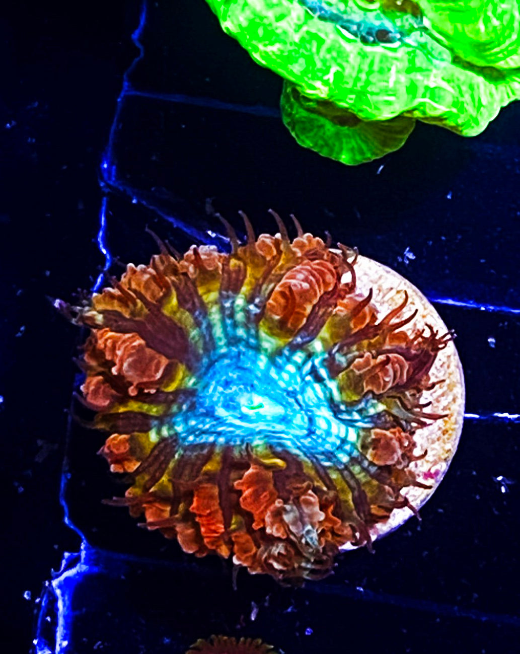 W8-A3 Blue Eye Blasto