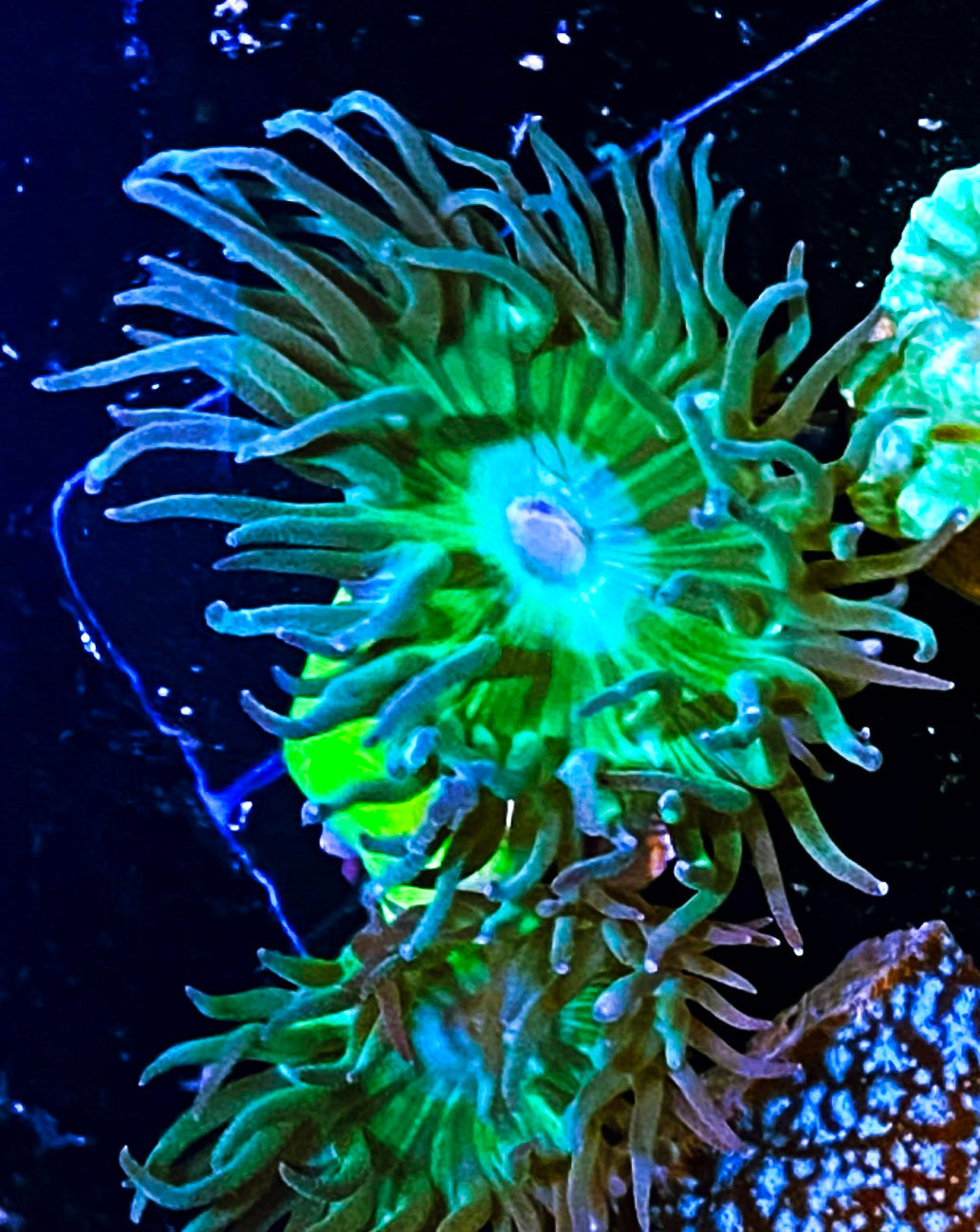 W8-A4 2H Aquacultured Duncans