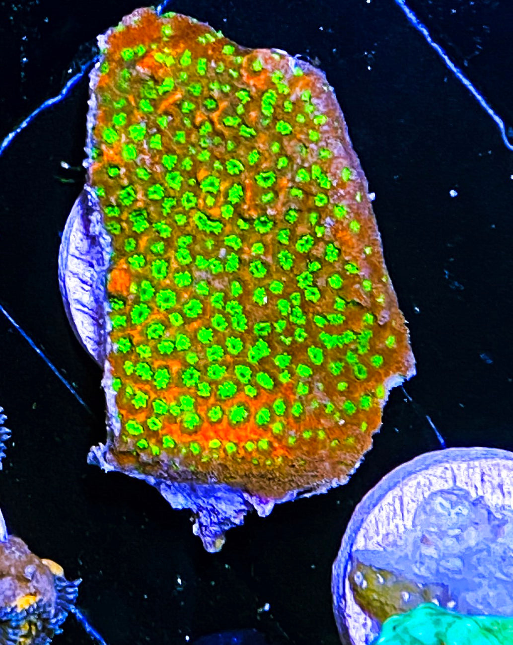 W8-d3 Aquacultured Sunset Monti