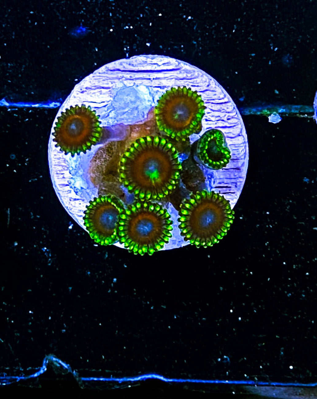 W8-B1 8p Aquacultured Zoas