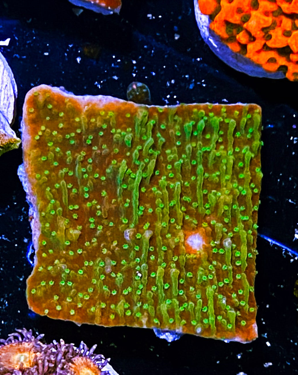 W8-B2 Aquacultured Green Monti Cap