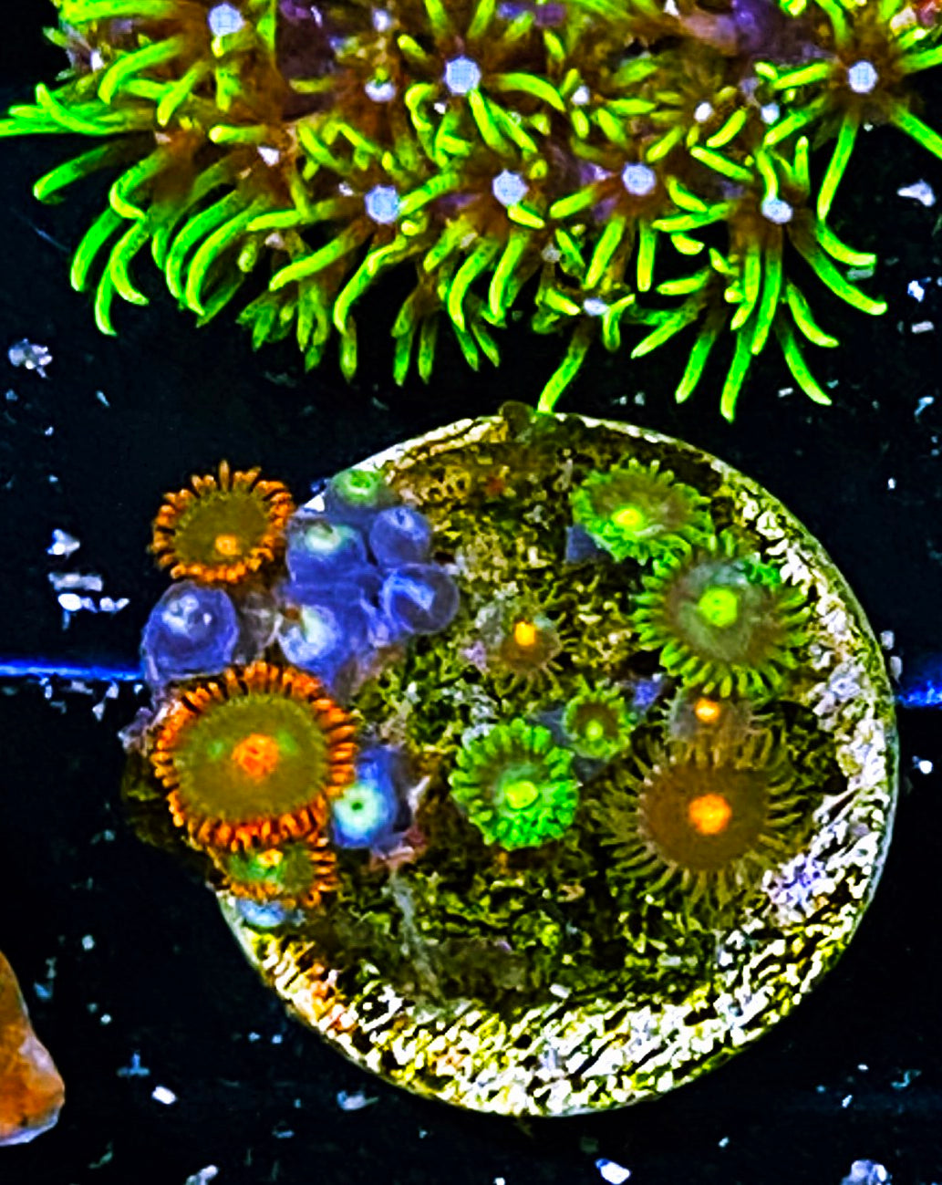 W8-C2 Combo Zoas