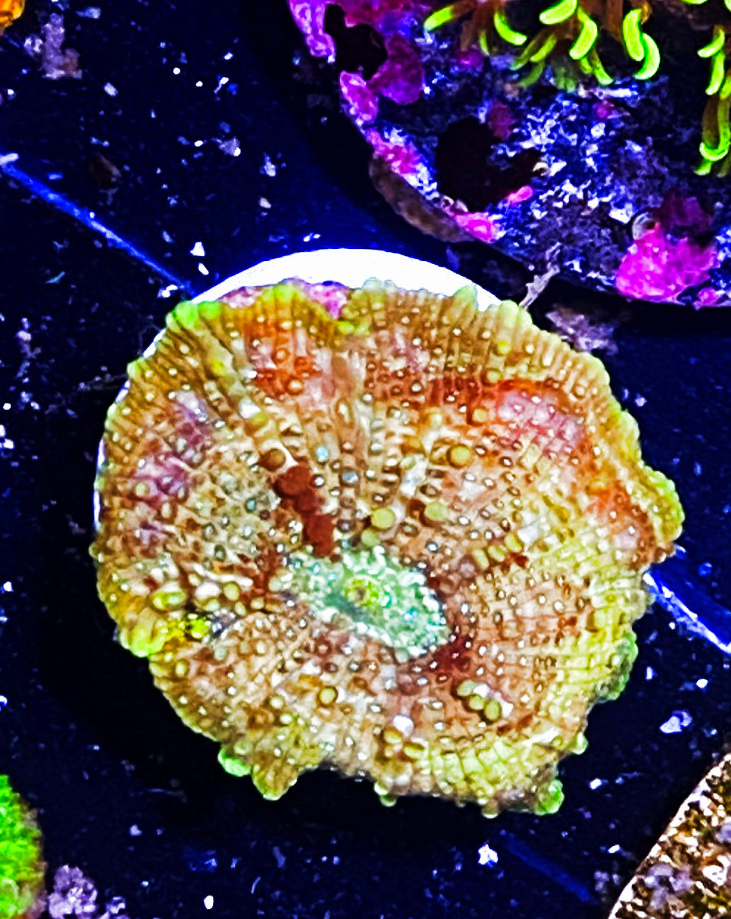 W8-C2 Yellow & Purple Disco Shroom