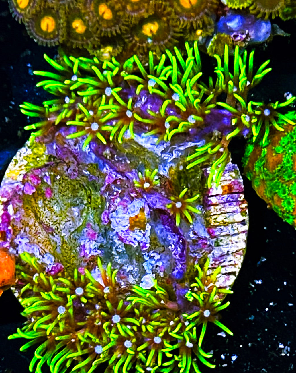 W8-C3 Aquacultured Green Star Polyps (1.25in plug)