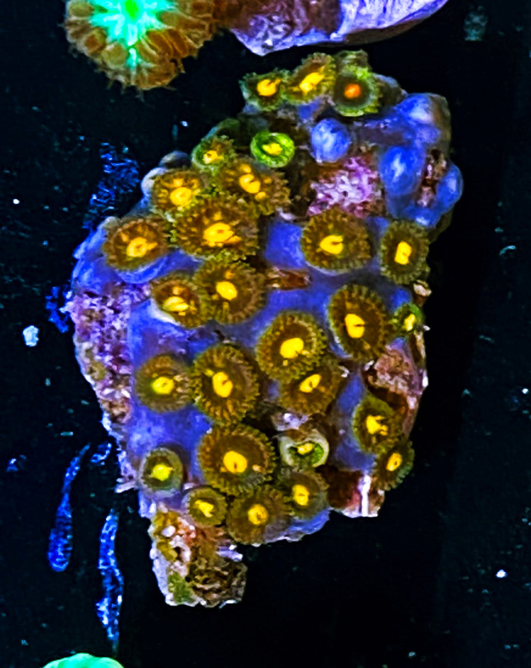 W8-C4 20p Ultra Zoas