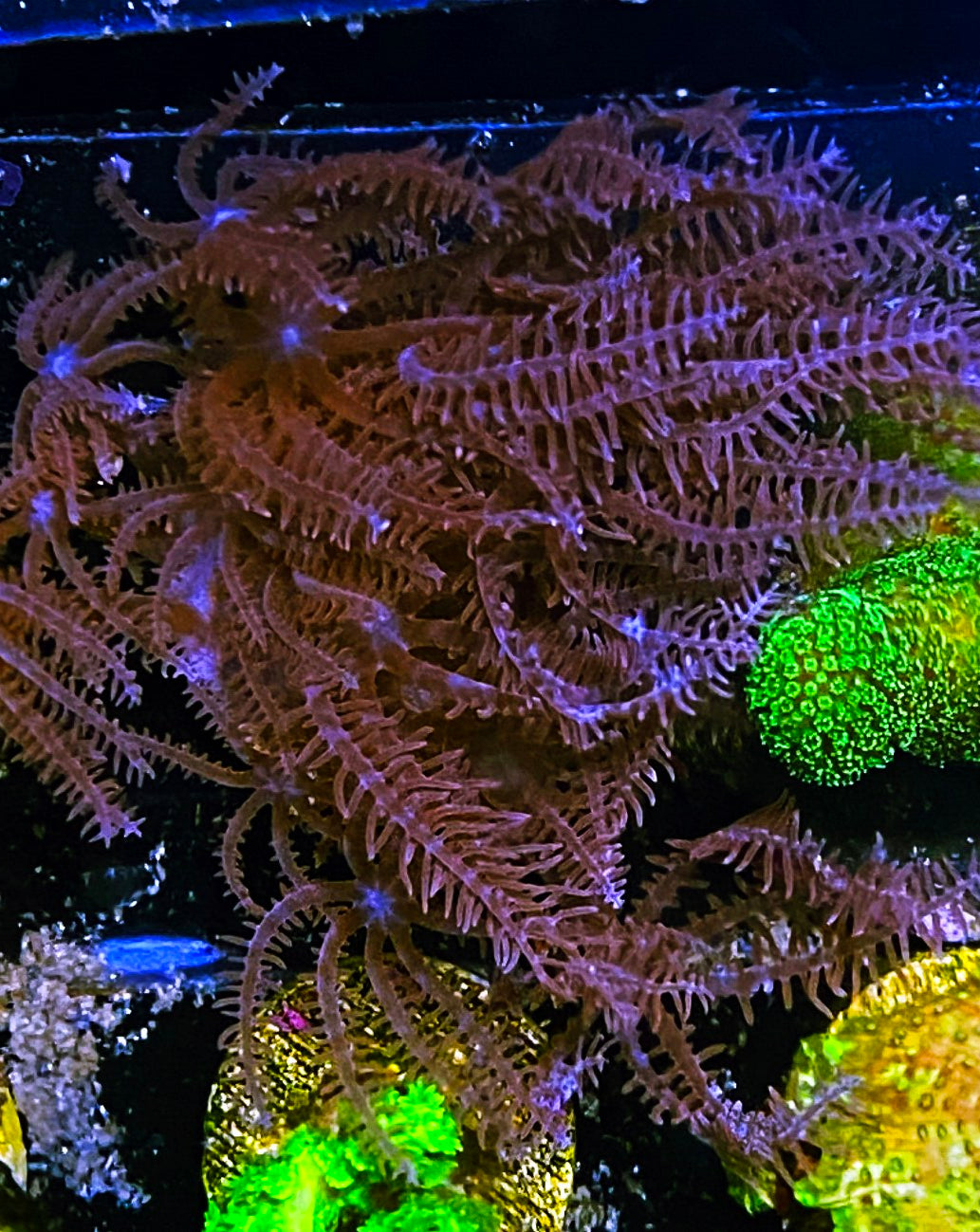W8-C4 Aquacultured Anthellia