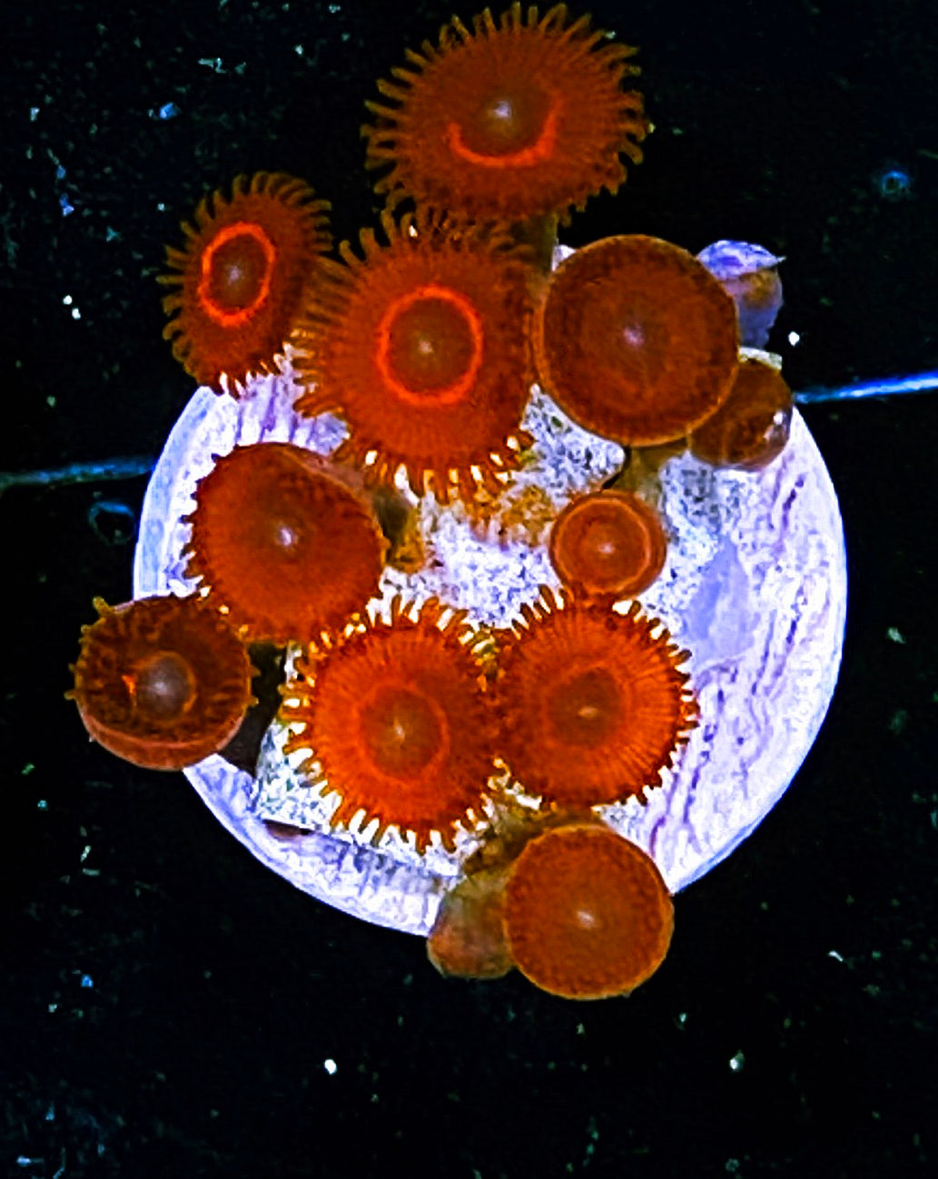 W8-D1 10p Aquacultured UFO Zoas