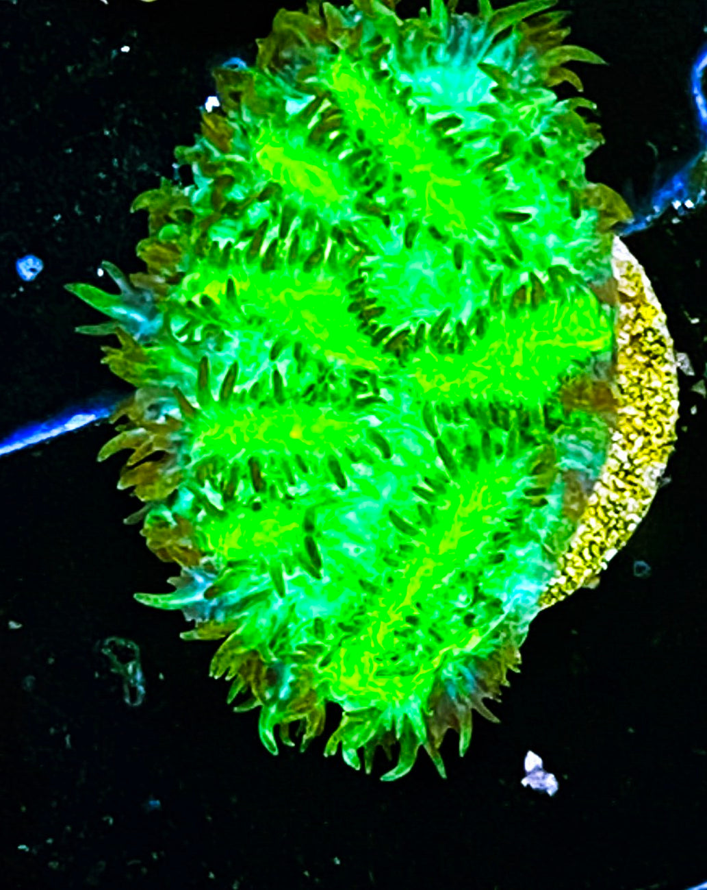 W8-E1 Aquacultured JF LimeLight Hydnophora