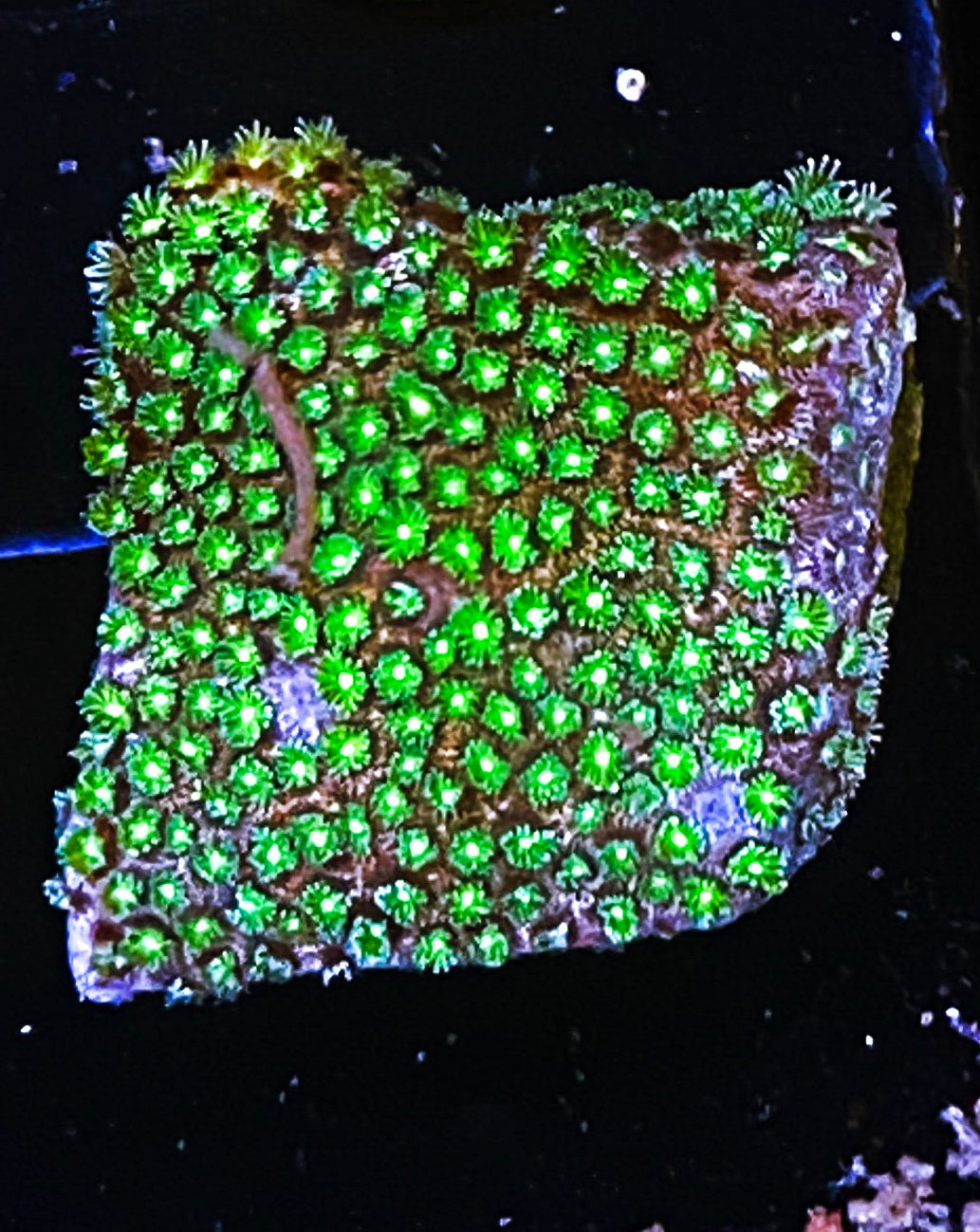 W8-E1 Aquacultured Micro Goni