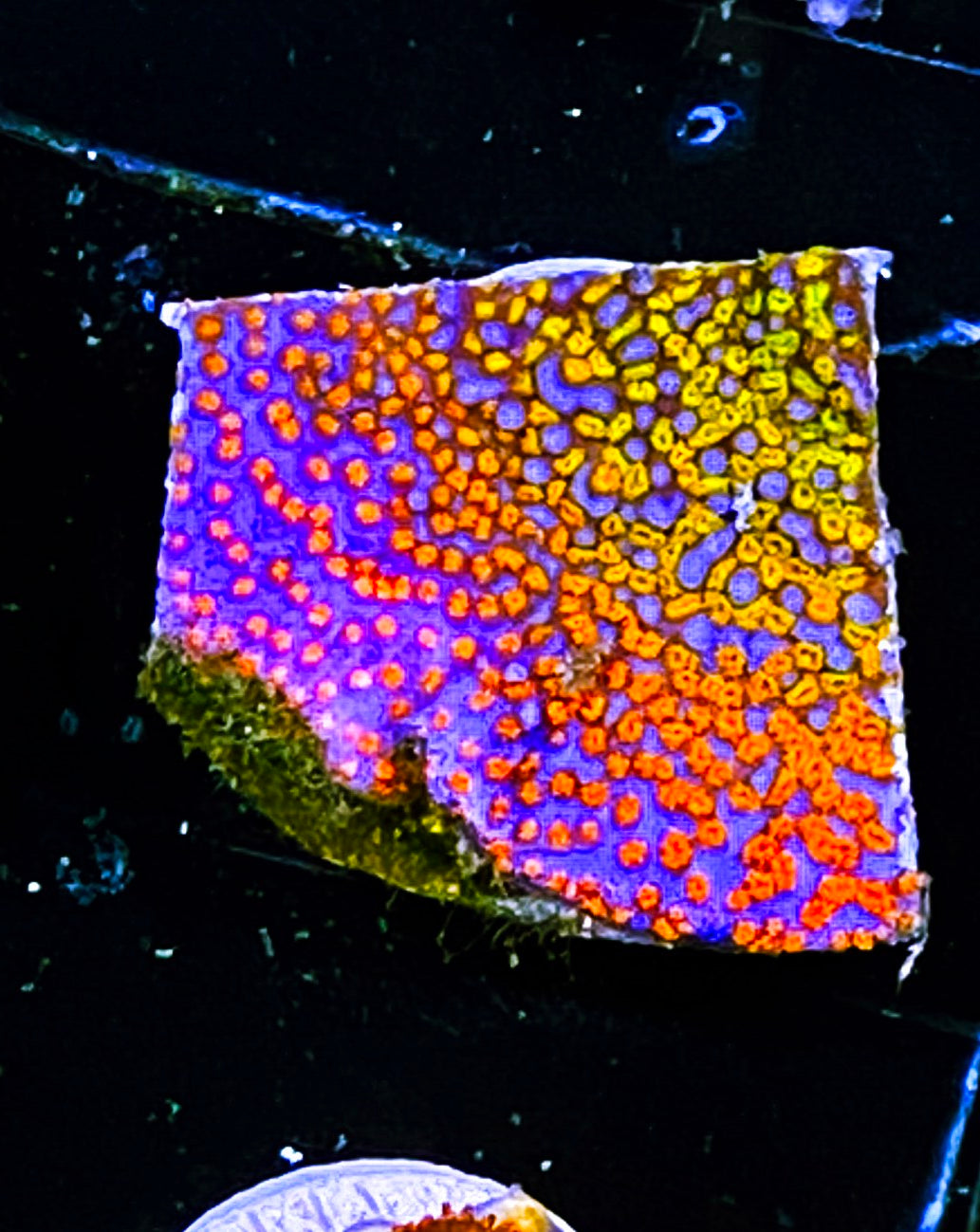 W8-E3 Aquacultured Rainbow Monti