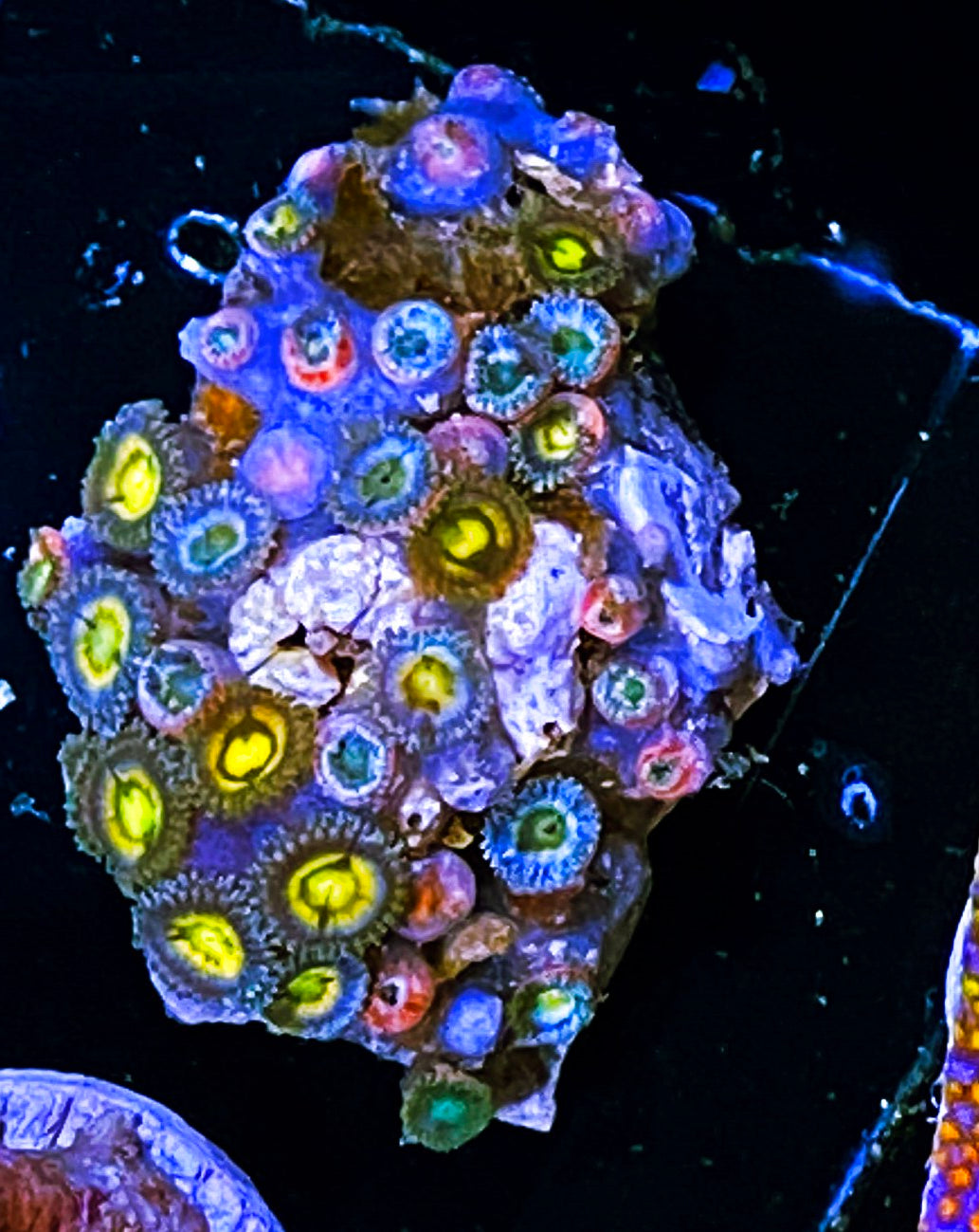 W8-E4 20p Ultra Zoas