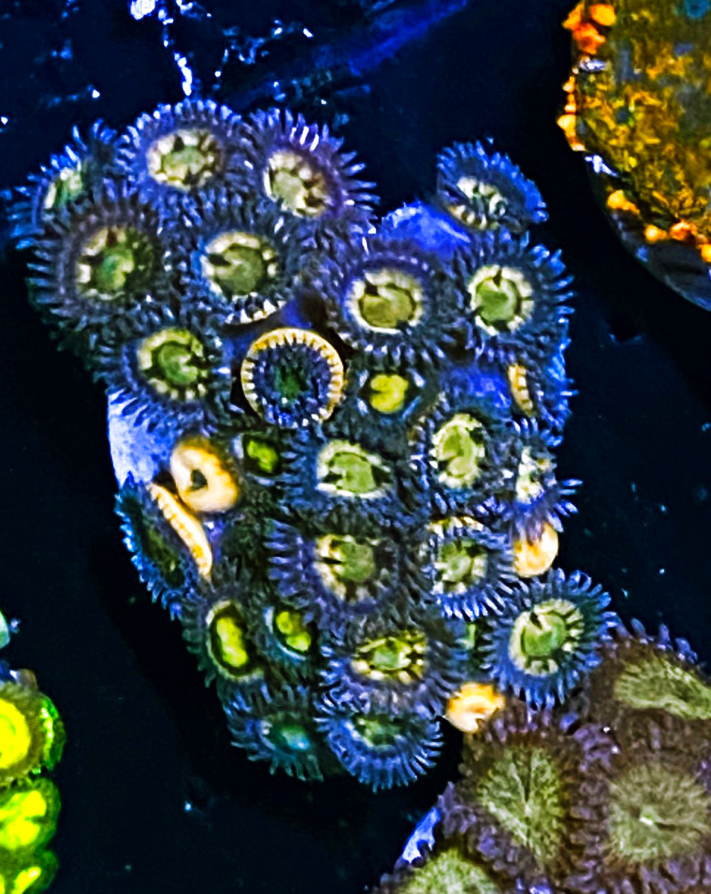Z2-b1 20p Ultra Zoas