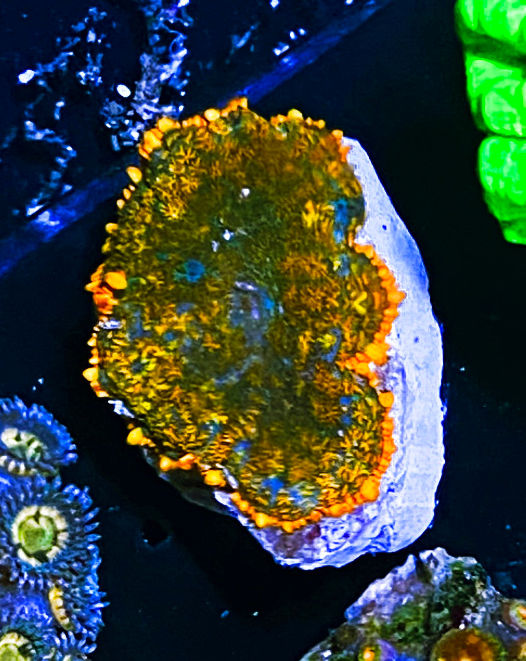 W9-A3 Neon Orange Rhodactus