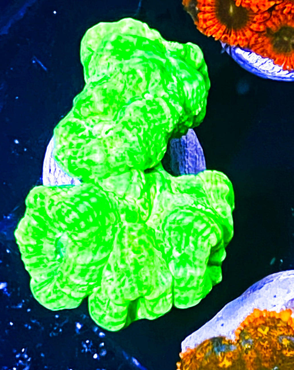 W9-A4 Aquacultured Kryptonite Candy Canes