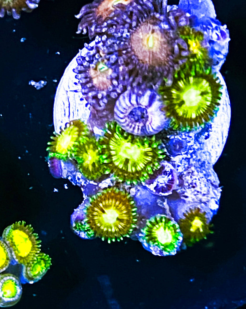 Z2-c2 10p Combo Zoas
